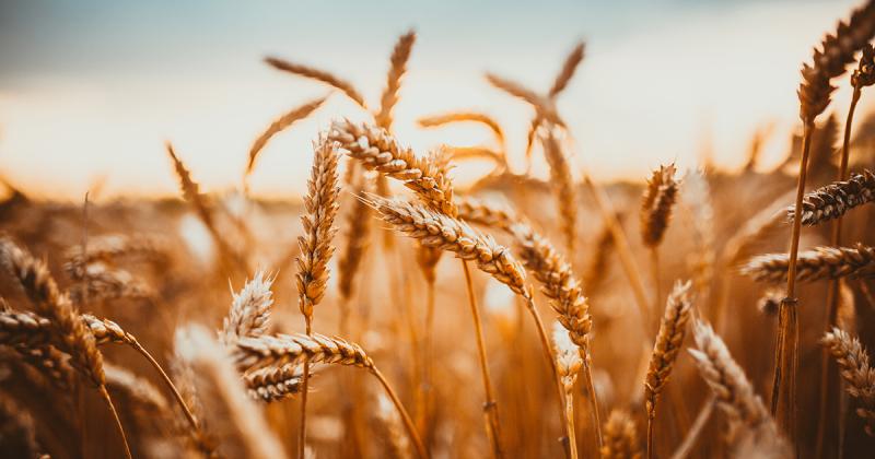 Il grano: la vera storia del grano